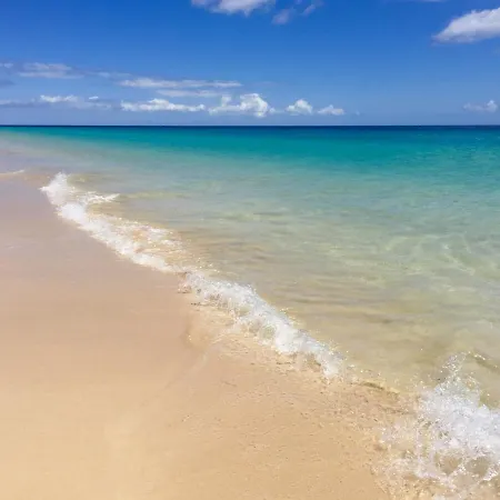 Olive グラン・タラハル