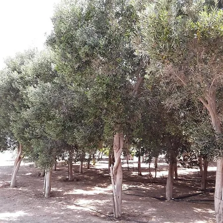 Apartman Olive Gran Tarajal
