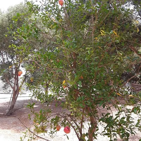 Olive Apartman *