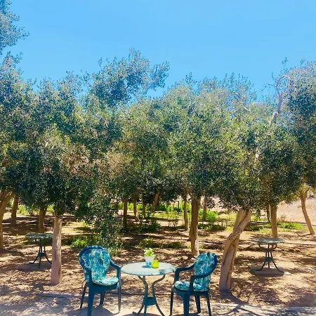 Olive غران تاراغال