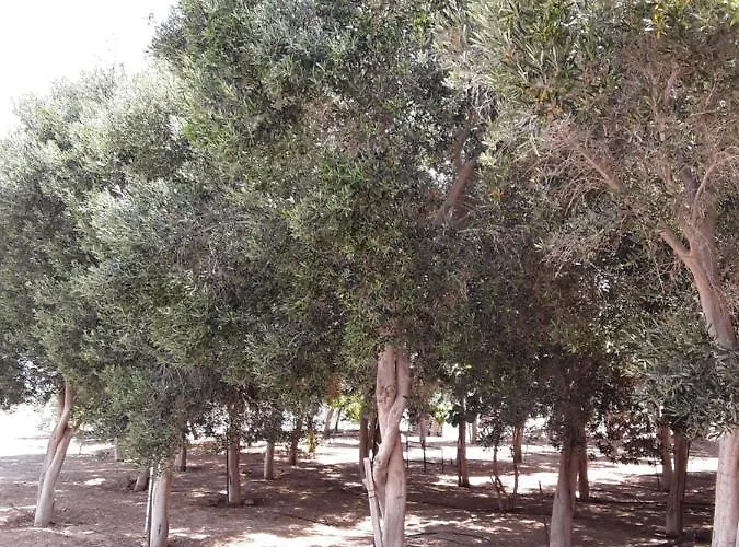 Appartement Olive Gran Tarajal